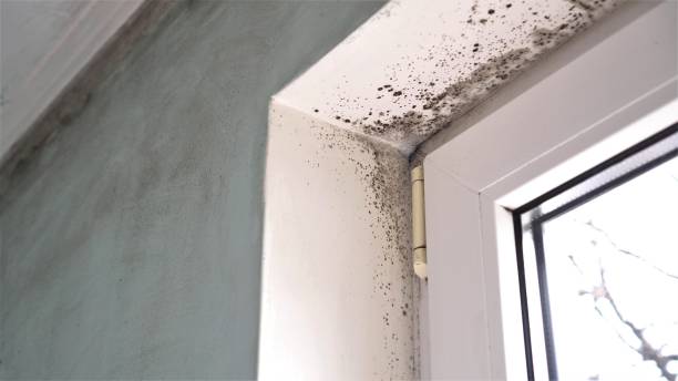 Mold Documentation for Insurance Claims in Mcgraw, NY